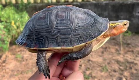 黃緣閉殼龜飼養|【黃緣閉殼龜飼養】黃緣閉殼龜飼養的全面指南：從照護到常見誤。